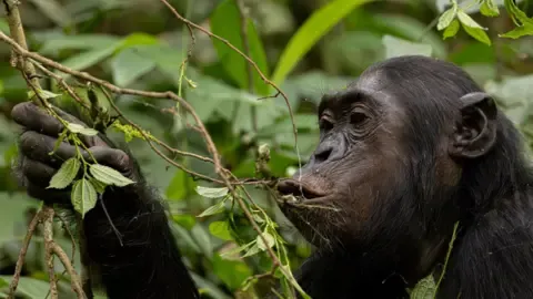 Chimpanzees Ingesting an Amount Equal of a Beer Per Day from Overripe Fruits, Research Finds