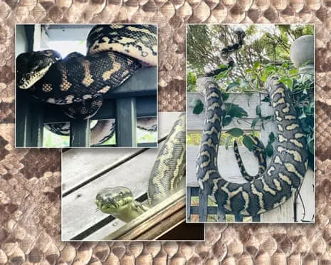Welcoming the Serpents in the Overhead Space: A Journey from Dread to Fascination